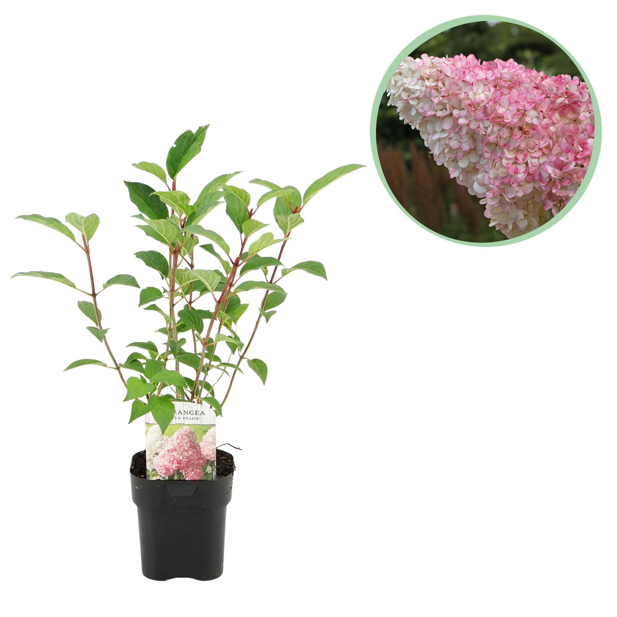 Rispenhortensie – Hydrangea panniculata Vanille Fraise – Blüte Weiß-Rosa – Laubabwerfend – Große Blüten – 17cm – Höhe ca. 50cm 