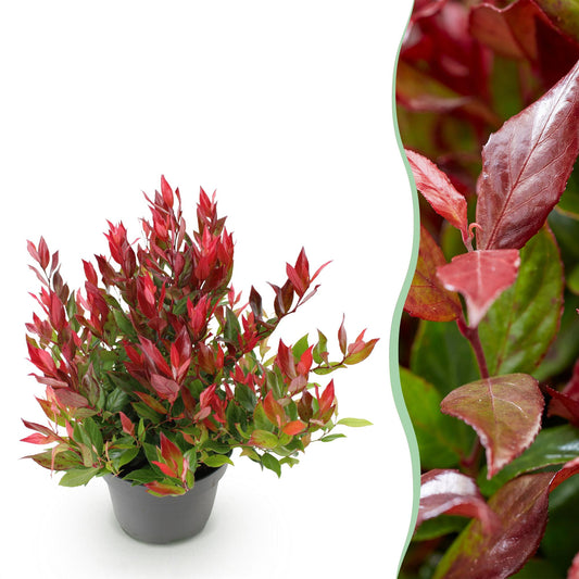 GreenboutiQ - Gartenpflanze - Leucothoe Little Flame - Rot - 1 Pflanze - Immergrün - Wenig Pflege - Topf 17cm Höhe 40cm 