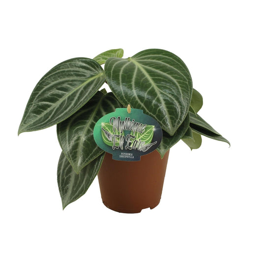 Zwergpfeffer Peperomia Sarcophylla – Zimmerpflanze – Einzigartige Blattmuster – Ø15 cm – Höhe 25 cm – Pflegeleicht 