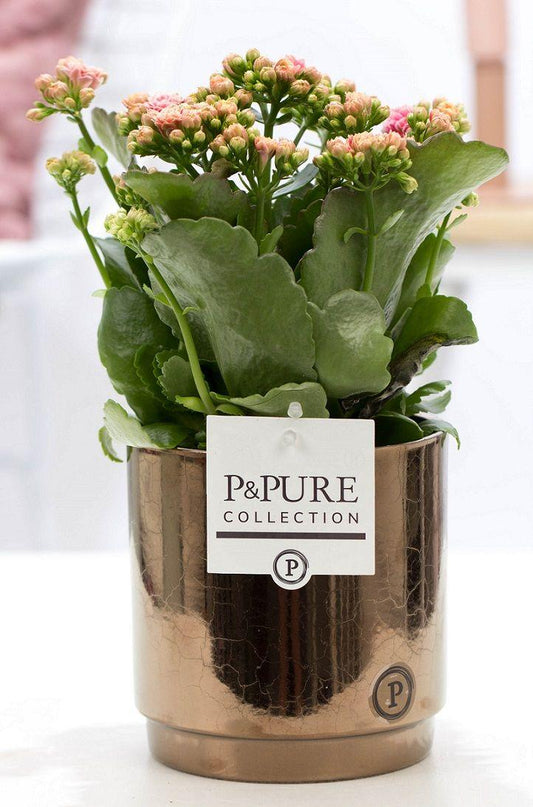 Kalanchoe Pink In P&PURE Juliette Ceramics Goldbronze - Ø12cm - ↕27cm 