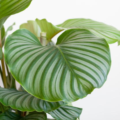 Korbmarante Calathea Orbifolia – Zimmerpflanze 65cm – Ø21cm – Luftreinigend – Inklusive biologisch abbaubarem Viber-Topf Grau – Exotische Zimmerpflanze mit mintgrünen Blättern 