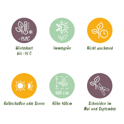 Ovalblättriger Liguster Ligustrum ovalifolium – Immergrüne Heckenpflanzen – 8 Pflanzen – 1 m – 9 cm Höhe 35–40 cm – Grün – Pflegeleicht 
