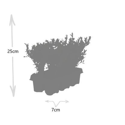 Ilex crenata 'Jenny' – Stechpalme Sträucher – Ø7cm – ↕15cm – 6 Pflanzen – Immergrün, Pflegeleicht & Winterhart – Buchsbaum-Alternative 
