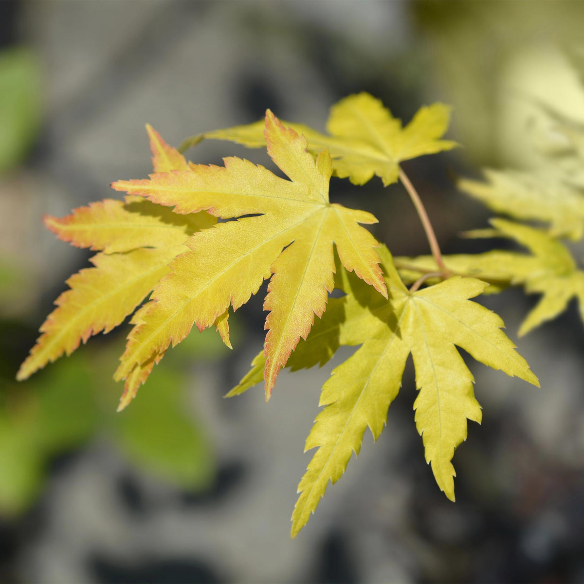 Green boutiQ - Gartenpflanze - Acer palmatum Orange Dream - Japanischer Ahorn - Laubabwerfend - Orange - 1 - Topf 26cm - Höhe 90cm 
