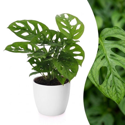Fensterblatt 'Monkey Mask' – Monstera adansonii – Topf Ø12cm – Höhe 25cm – mit weißem Dekotopf