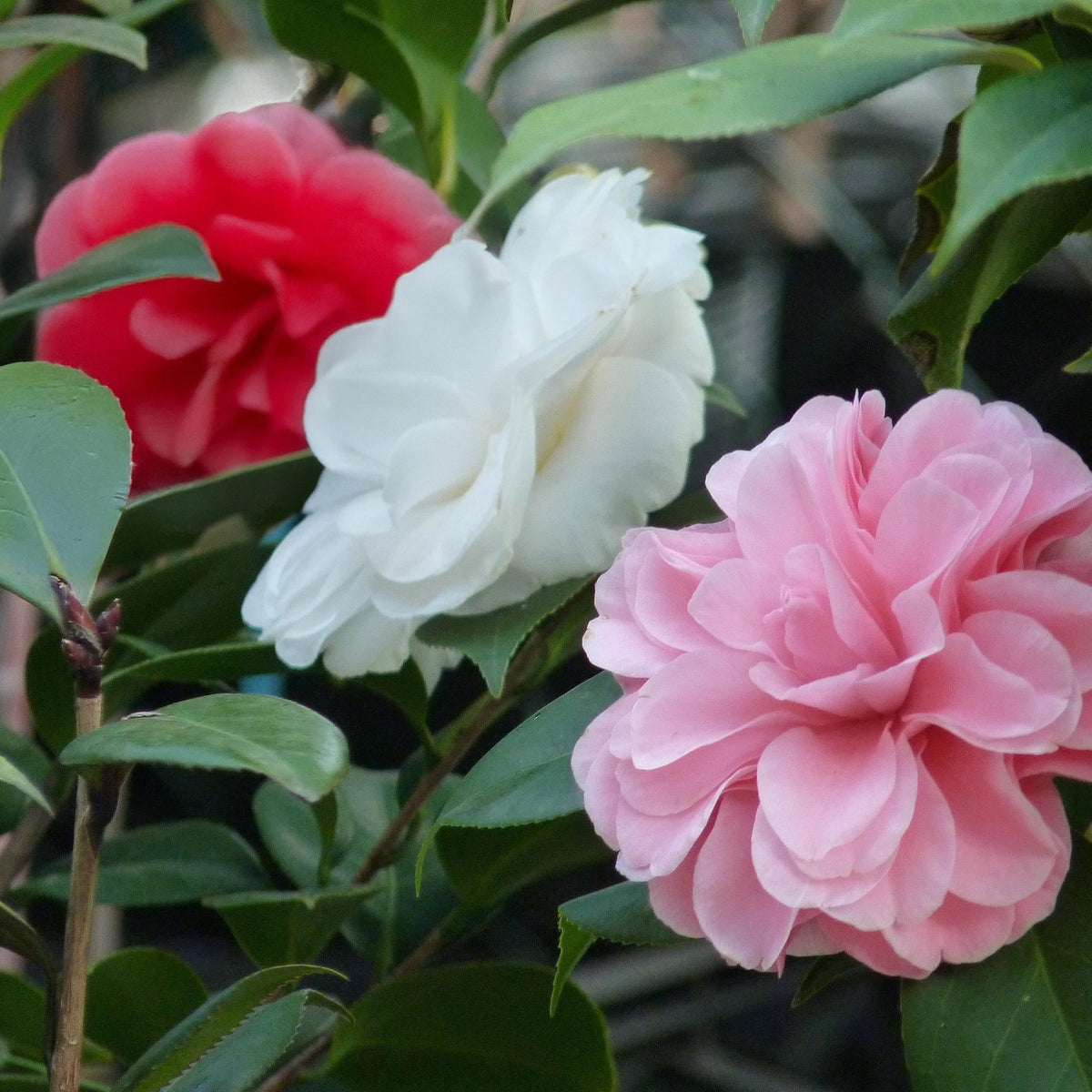 Kamelie Camellia japonica Tricolour – Strauch – Blüte Rosa, Weiß & Rot – Immergrün – 15cm Höhe 30cm – Für Garten & Terrasse 