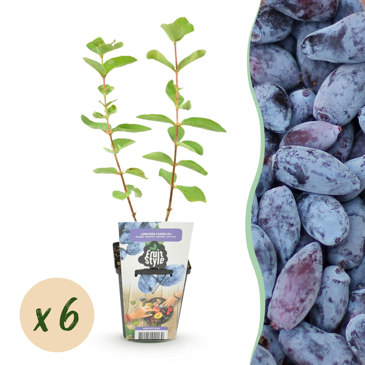 Honigbeere Lonicera caerulea Kamtschatica winterhart 3 Pflanzen Ø9cm – Blaue Beerenpflanze für Garten Beet Balkon & Terrasse
