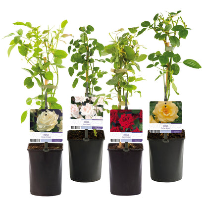 Kletterrose – Rosa Rainbow – Blumen Rosa-Weiß-Gelb-Rot – 4 Pflanzen – Wenig Pflege – 11cm – Höhe ca. 40cm 