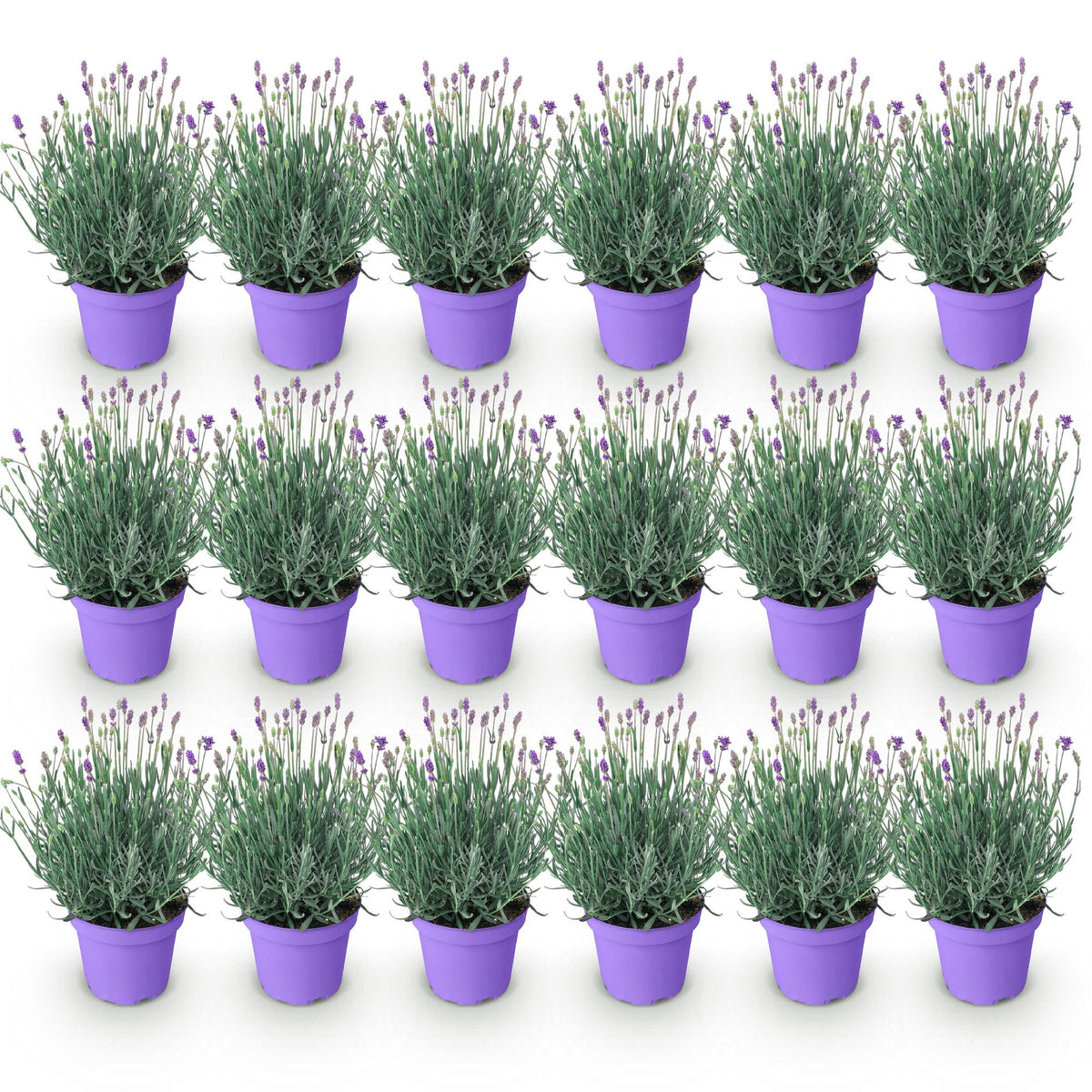GreenboutiQ - Gartenpflanze - Lavandula angustifolia Munstead - Lavendel - Winterhart - Lila - 18 Pflanzen - Topf 12cm - Höhe 15-25cm 