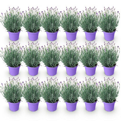 GreenboutiQ - Gartenpflanze - Lavandula angustifolia Munstead - Lavendel - Winterhart - Lila - 18 Pflanzen - Topf 12cm - Höhe 15-25cm 