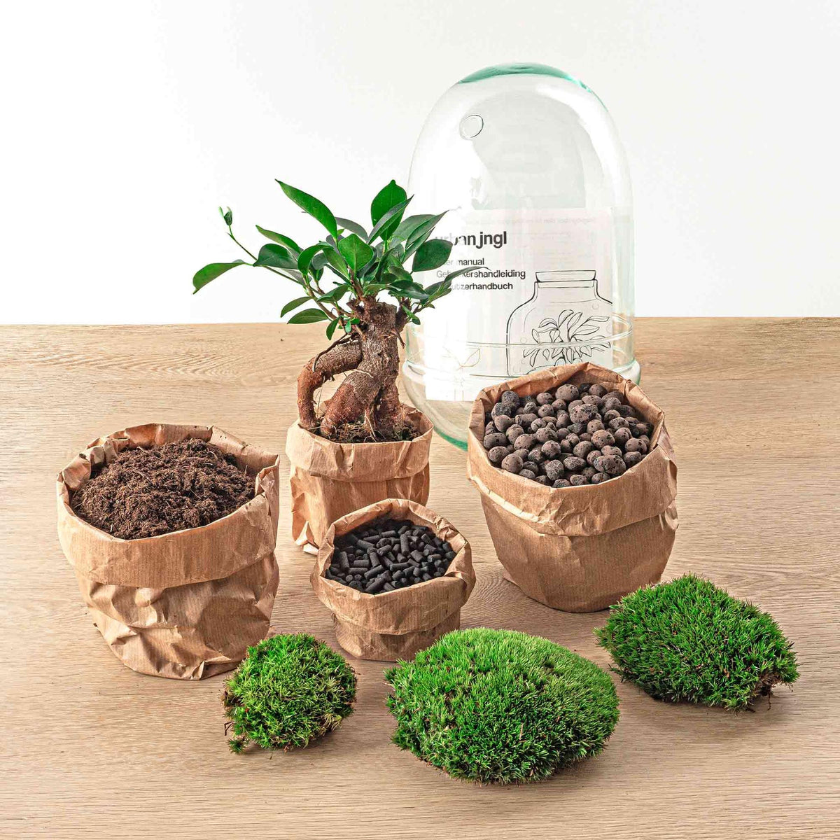 Flaschengarten Egg Bonsai – DIY Terrarium mit Ficus Ginseng – Mini-Biotop – Ø12 cm x H25 cm – Do-it-yourself – Pflegeleichtes Ökosystem für Zuhause & Büro 