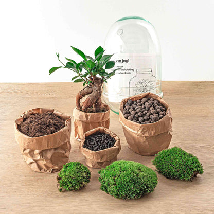 Flaschengarten Egg Bonsai – DIY Terrarium mit Ficus Ginseng – Mini-Biotop – Ø12 cm x H25 cm – Do-it-yourself – Pflegeleichtes Ökosystem für Zuhause & Büro 