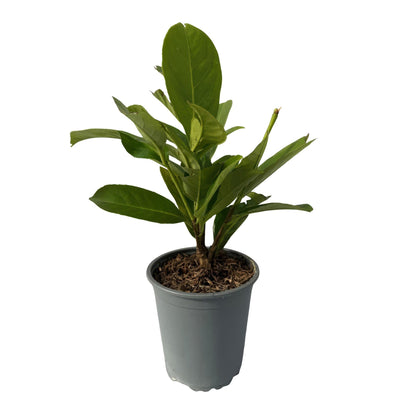 Kirschlorbeer Prunus laurocerasus Rotundifolia – Immergrüne Heckenpflanzen – 8 Pflanzen – 1 m – 9 cm Höhe 30–35 cm – Grün – Pflegeleicht 