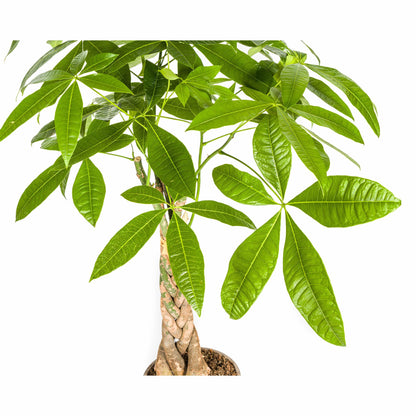 Pachira Aquatica mit Korb Ø21cm - ↕90 - 110cm 