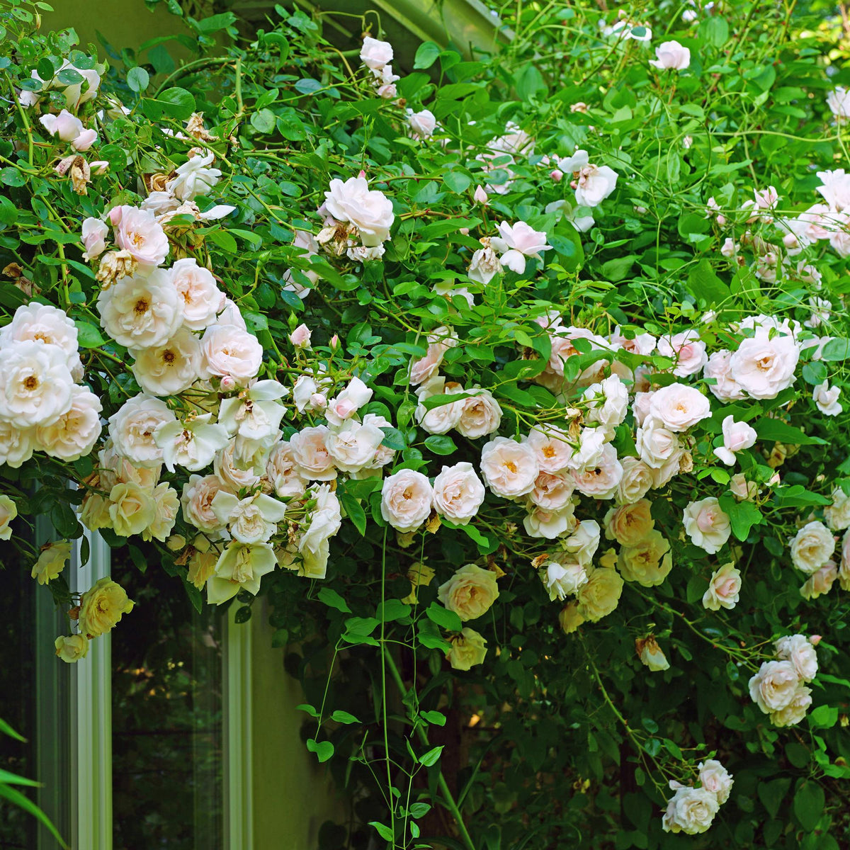 Kletterrose Rosa New Dawn – Zartrosa – Wenig Pflege – 2 Pflanzen – H11cm x 40cm – Duftende, widerstandsfähige Rosen für Garten & Terrasse 