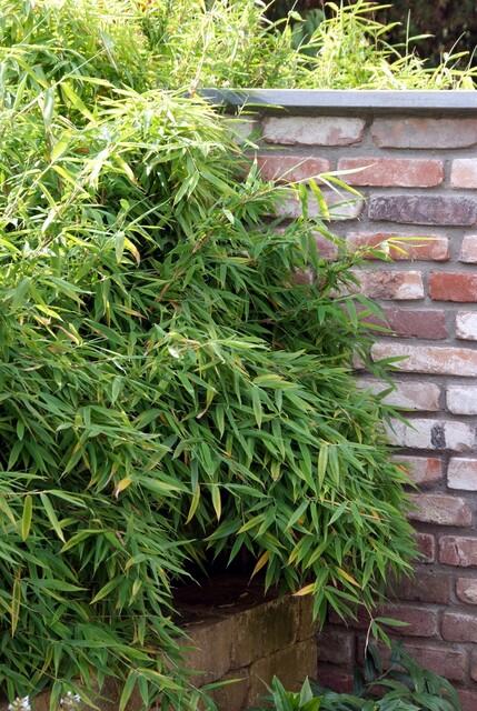 Fargesia Rufa – Nicht-Ausbreitender Bambus – Ø7cm – ↕15cm – 6 Pflanzen – Winterhart & Pflegeleicht – Für Hecken, Garten & Terrasse 