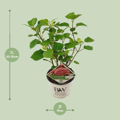 Ballhortensie 'Pink Annabelle' – Hydrangea arborescens – Zimmerpflanze – Ø19cm – ↕30cm – Rosa Blütenpracht für Innenräume 
