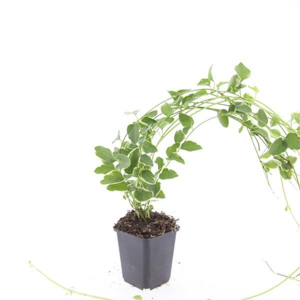 Kleines Immergrün Vinca major 'Variegata' – ↕10-25cm – Ø9cm – Bodendecker – Wintergrün – Schattentauglich – Ansicht 13