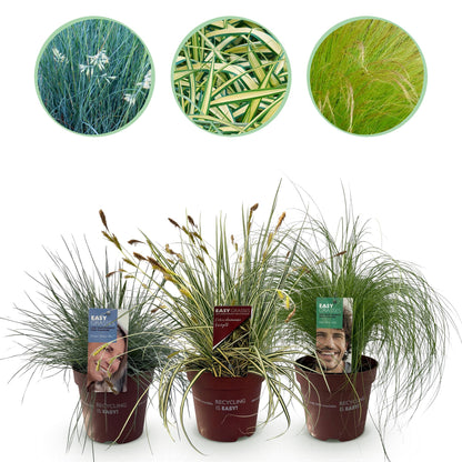 GreenboutiQ - Ziergräser - 3 Pflanzen - Blau - Gelb - Grün - Immergrün - Winterhart - Topf 17cm Höhe 50cm 