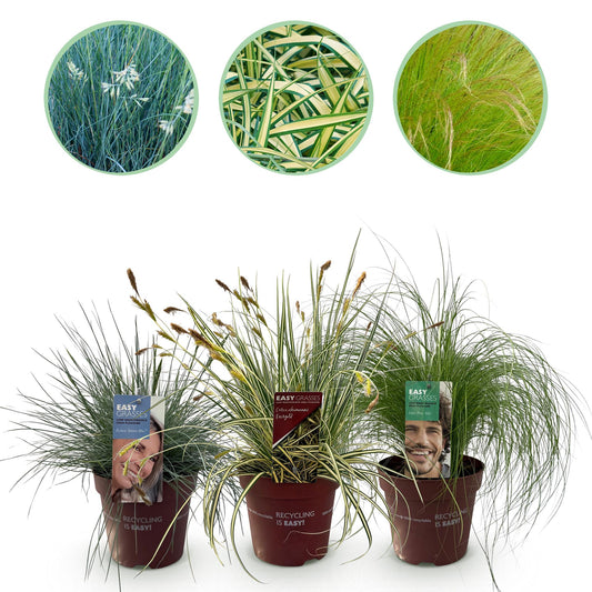 GreenboutiQ - Ziergräser - 3 Pflanzen - Blau - Gelb - Grün - Immergrün - Winterhart - Topf 17cm Höhe 50cm 