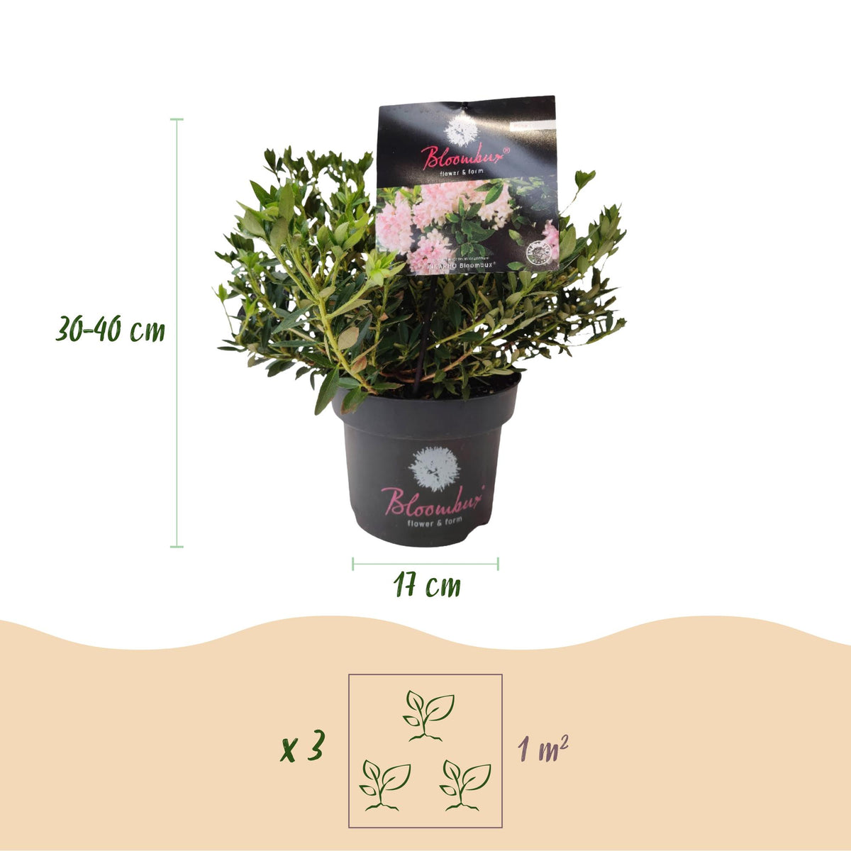 Green boutiQ - Zwerg-Rhododendron - Rhododendron Bloombux Licht Pink - Blühender Buxus - Wenig Pflege - Helle Rosa Blüte - 1 Pflanze - Topf 17 cm - Höhe 30-40 cm 