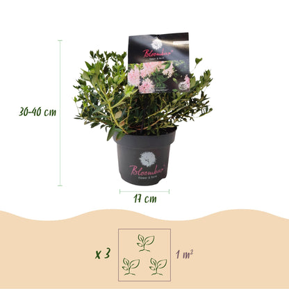 Green boutiQ - Zwerg-Rhododendron - Rhododendron Bloombux Licht Pink - Blühender Buxus - Wenig Pflege - Helle Rosa Blüte - 1 Pflanze - Topf 17 cm - Höhe 30-40 cm 