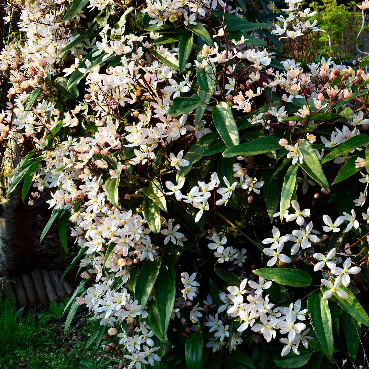Kletterpflanze – Clematis armandii – Weiße Blüten – Immergrün – Duftend – 11cm – Höhe 40cm – Frühblüher – Pflegeleicht 