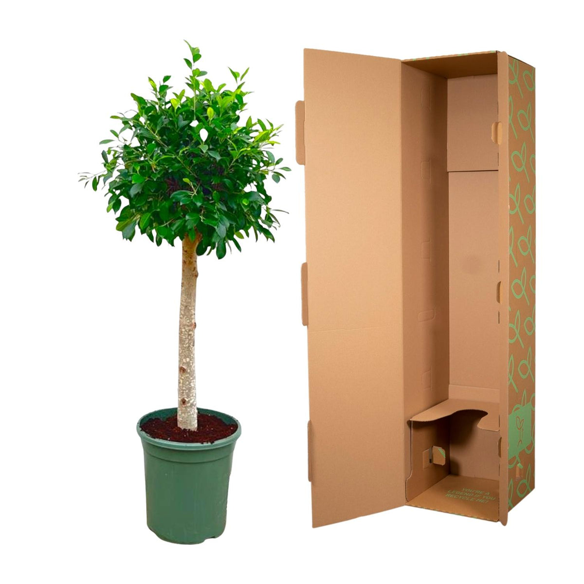 Ficus Nitida op stam - 150 cm - ø30 