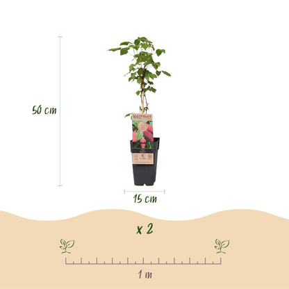Green boutiQ - Fruit plant - Rubus log. Tayberry - Raspberry Bushes - Hardy - Purple Raspberries - 2 Plants - Pot 15cm - Height 50cm 