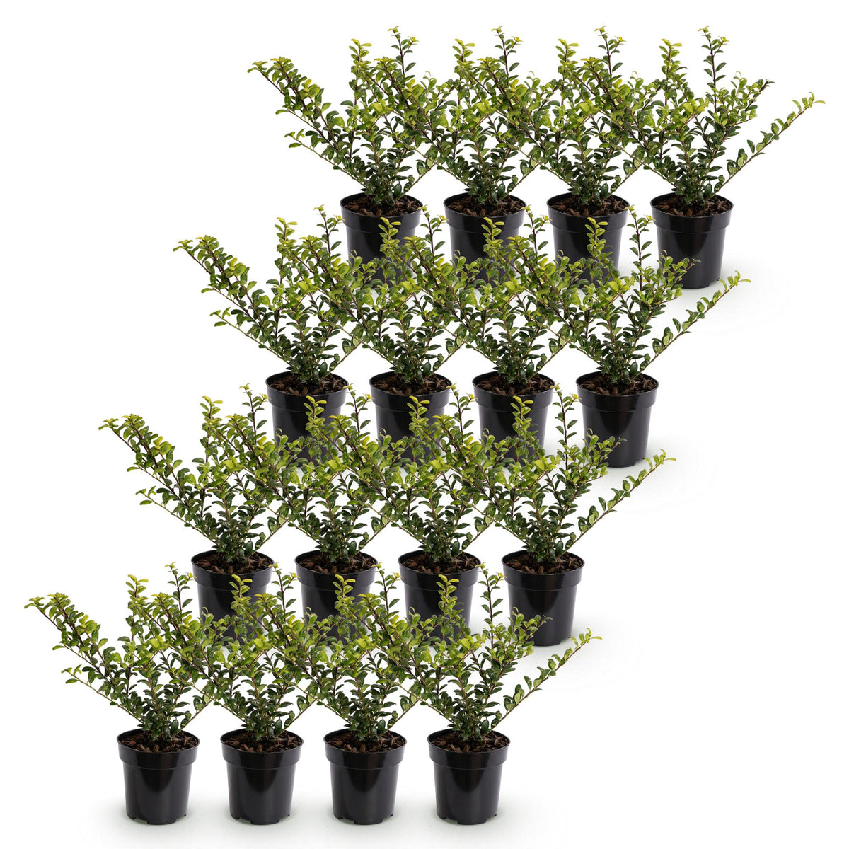 Japanische Stechpalme 'Golden Gem' – Ilex crenata 'Golden Gem' – 16 Heckenpflanzen – Topf Ø9cm – Ansicht 2