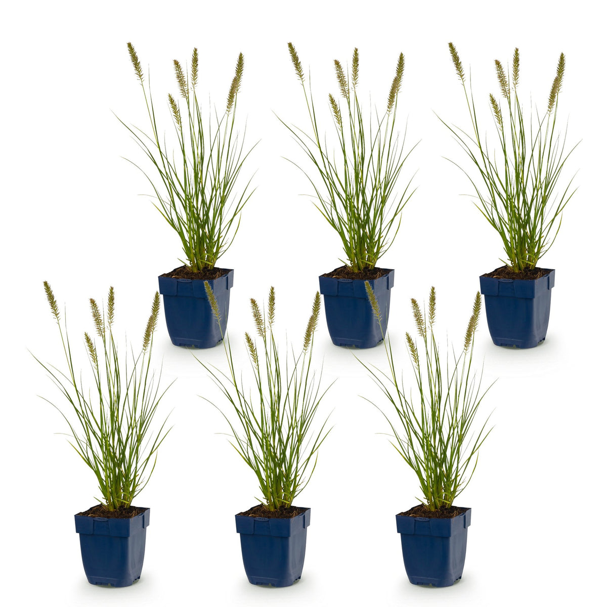 Lampenputzergras 'Hameln' – Pennisetum alopecuroides 'Hameln' – Topf Ø11cm – Ansicht 2