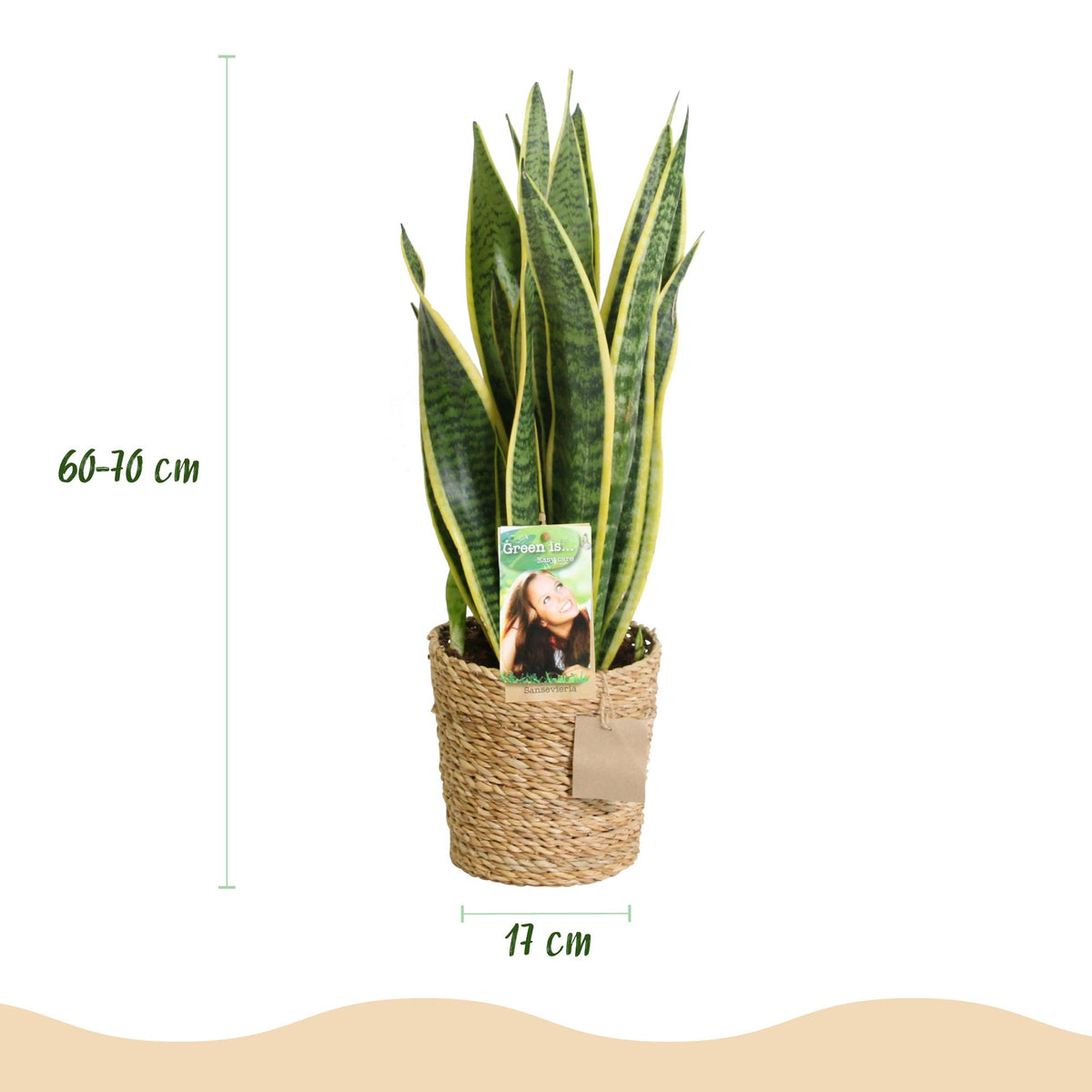Green boutiQ - Zimmerpflanzen - Sansevieria Laurentii - Schwiegermutterzunge - Pflegeleicht - mit Korb - Grün - Gelb - 1 Pflanze - Topf 17cm - Höhe 60-70cm 