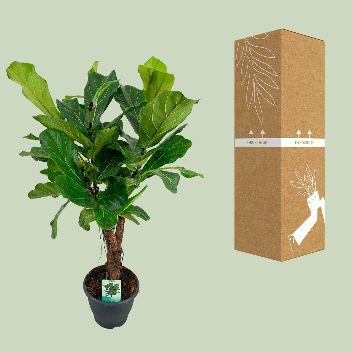 Ficus Lyrata - Ø26cm - ↕100cm 