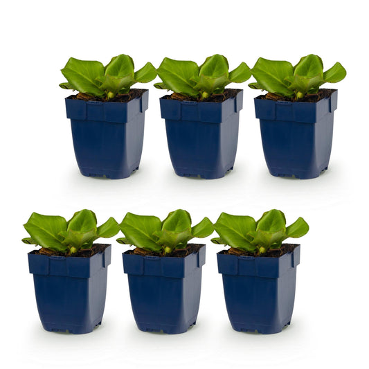 Bergenie – Bergenia cordifolia – 6 Pflanzen – Topf Ø11cm – Bienenfreundliche Staude für Garten & Balkon – Ansicht 2
