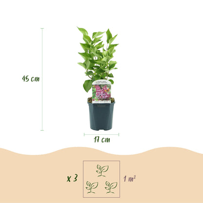 Green boutiQ - Garden Plant - Syringa vulgaris Michel Buchner - Common Lilac - Hardy - Pink - 1 Plant - Pot 17cm - Height 45cm 