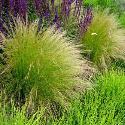Zartes Federgras Stipa tenuifolia Pony Tails – 2 Pflanzen – Ø17cm – Immergrün, pflegeleicht & trockenheitsresistent – Höhe ca. 50cm – Bienenfreundlich & vielseitig 