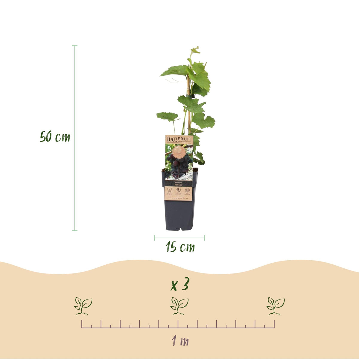 Weinrebe – Vitis vinifera Himrod – Kernlose Trauben – 2 Pflanzen – Obstpflanze – 15cm – Höhe 50cm 