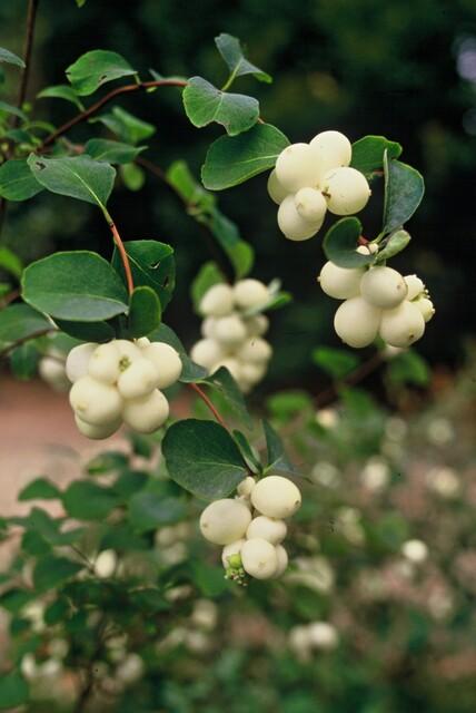 Niedrige Purpurbeere Symphoricarpos × chenaultii 'Hancock' – 24 Pflanzen – ↕10-25 cm – Ø9 cm – Winterharter Strauch – Weiße Blüten & Beeren – Pflegeleicht & Wetterbeständig 