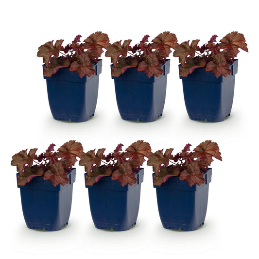 Purpurglöckchen 'Palace Purple' – Heuchera micrantha 'Palace Purple' – 6 Pflanzen – Topf Ø11cm – Ansicht 2