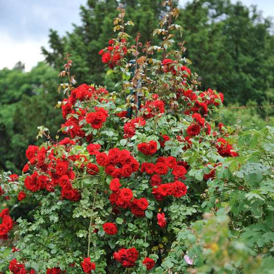 Kletterrose - Rosa Red Climber - Rot - Wenig Pflege - 2 Pflanzen - Topf 11cm Höhe 40cm 