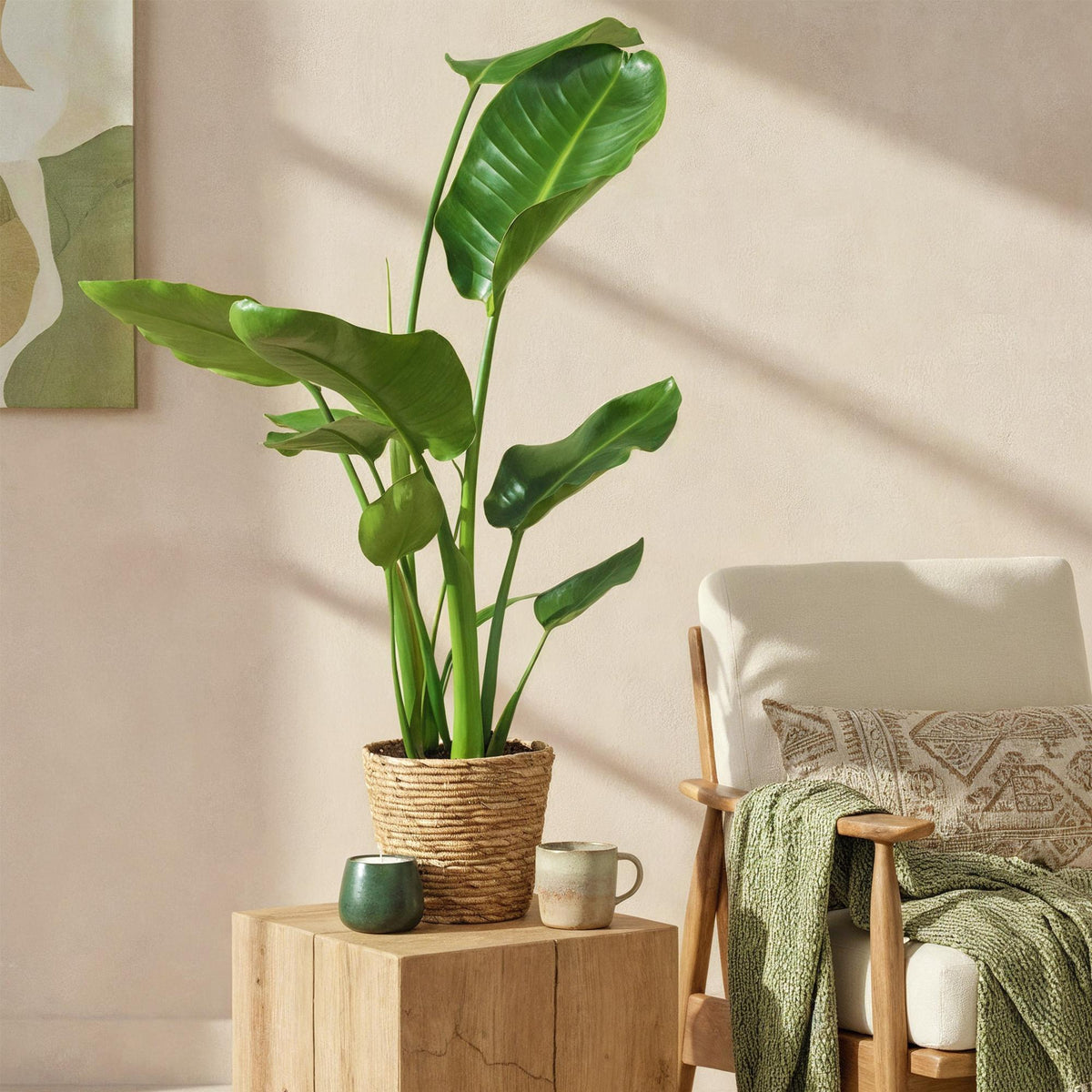 Green boutiQ - Zimmerpflanzen - Stelitzia Nicolai - Paradiesvogelblume - Wenig Pflege - Grün - 1 Pflanze - Topf 17cm - Höhe 70-90cm 