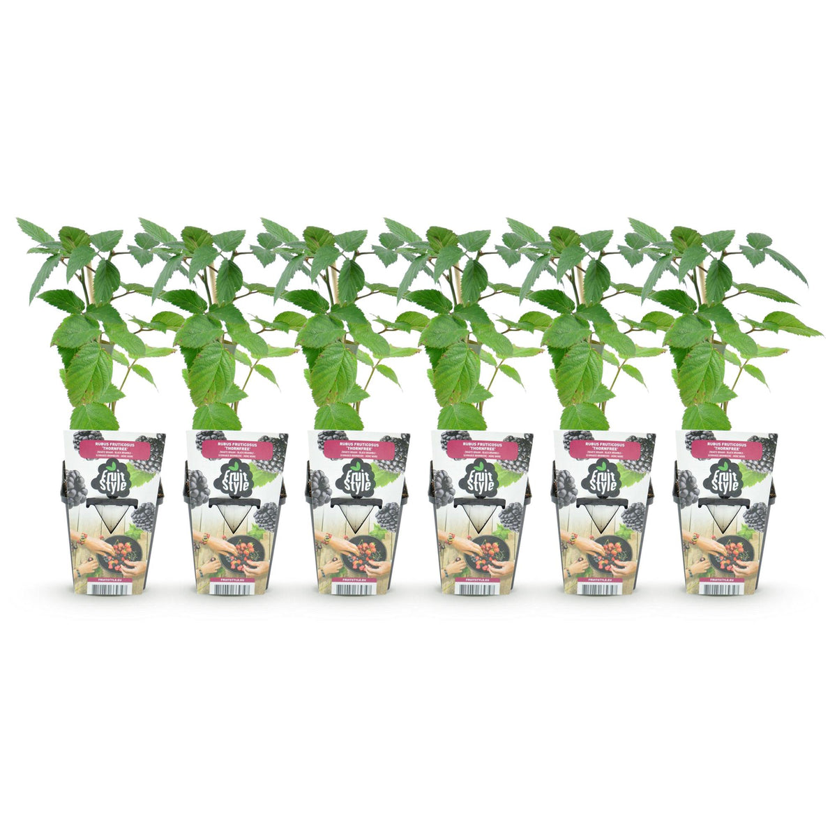 GreenboutiQ - Obstpflanzen - Dornlose Brombeere - Rubus Thornfree - Winterhart - 6 Pflanzen - Topf 9 cm - Schwarze Brombeere 