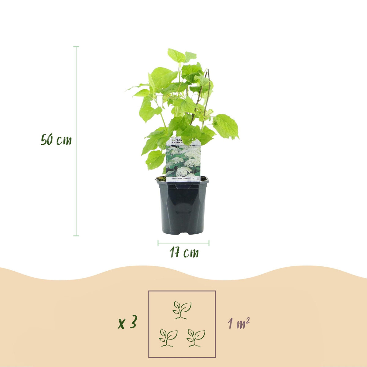 Rispenhortensie - Hydrangea arborescens Annabelle - Blüte Weiß - Große Blüten - 17cm Höhe 50cm - Winterhart & pflegeleicht für Beet & Kübel 