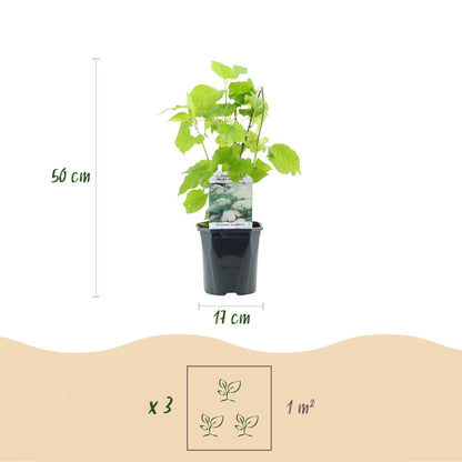 Rispenhortensie - Hydrangea arborescens Annabelle - Blüte Weiß - Große Blüten - 17cm Höhe 50cm - Winterhart & pflegeleicht für Beet & Kübel 