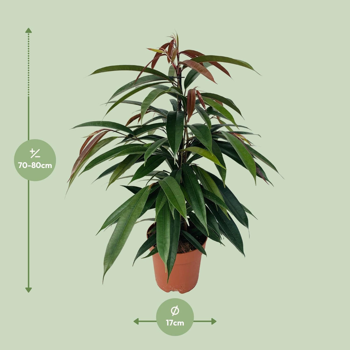 Gummibaum Ficus binnendijkii 'Amstel King' – Zimmerpflanze – Ø17cm – Höhe ca. 75cm – Pflegeleichte Grünpflanze mit glänzenden Blättern – Für Wohn- & Arbeitsräume 