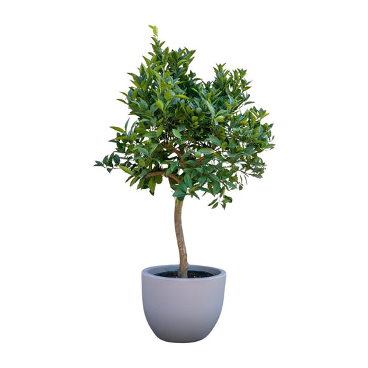Sinaasappelboom - 200 cm - ø40 
