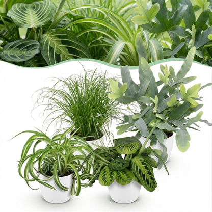 Green boutiQ - Zimmerpflanze - Chlorophytum - Cyperus - Phlebodium - Marantha - Mix aus 4 - Haustierfreundliche Pflanzen - Grün - 4 Pflanzen - mit Potter Weiß - Topf 12cm - Höhe 25cm 