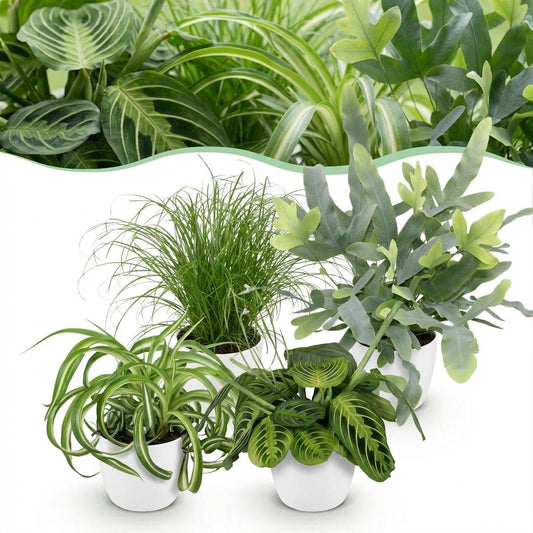 Green boutiQ - Zimmerpflanze - Chlorophytum - Cyperus - Phlebodium - Marantha - Mix aus 4 - Haustierfreundliche Pflanzen - Grün - 4 Pflanzen - mit Potter Weiß - Topf 12cm - Höhe 25cm 