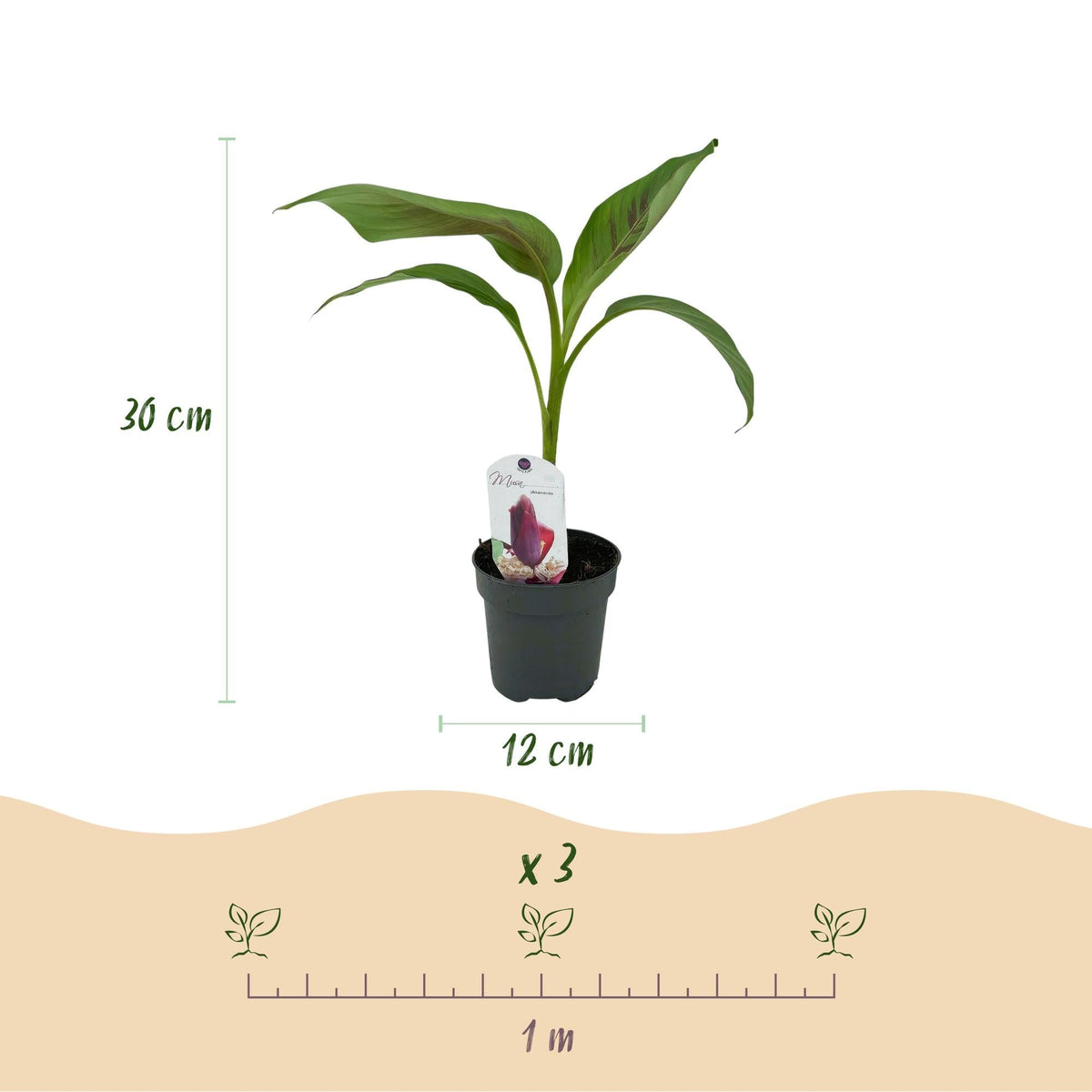 Bananenpflanze Musa sikkimensis Red Tiger – Tropische Gartenbanane – Ø12cm, Höhe ca. 30cm – Ansicht 15