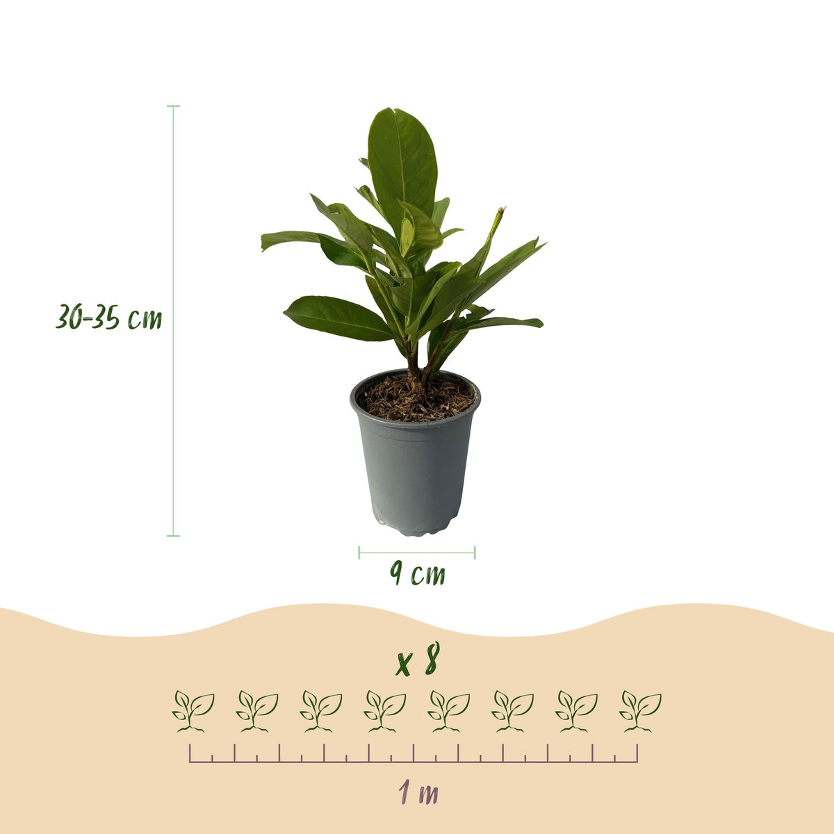 Kirschlorbeer Prunus laurocerasus Rotundifolia – Immergrüne Heckenpflanzen – 8 Pflanzen – 1 m – 9 cm Höhe 30–35 cm – Grün – Pflegeleicht 